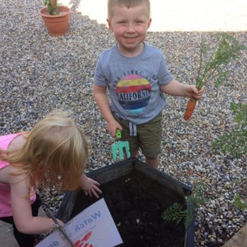 Growing Our Own Carrots At Little Owls Baby Nursery Swaffham (2)