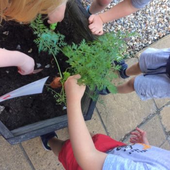Growing Our Own Carrots At Little Owls Baby Nursery Swaffham (4)