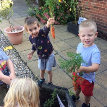 Growing Our Own Carrots At Little Owls Baby Nursery Swaffham (5)