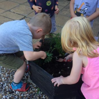 Growing Our Own Carrots At Little Owls Baby Nursery Swaffham (6)