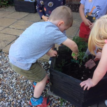 Growing Our Own Carrots At Little Owls Baby Nursery Swaffham (7)