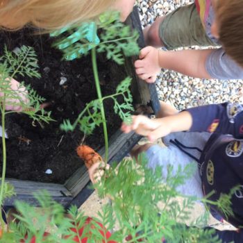 Growing Our Own Carrots At Little Owls Baby Nursery Swaffham (8)