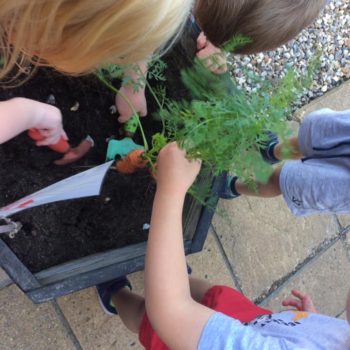 Growing Our Own Carrots At Little Owls Baby Nursery Swaffham (9)