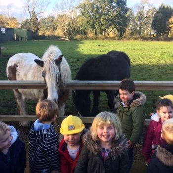 Visit To The Horses With Little Owls Day Nursery (10)