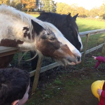 Visit To The Horses With Little Owls Day Nursery (5)