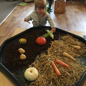 Harvest At Little Owls Baby Care In Norfolk (7)