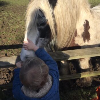 A Visit To See The Horses At Little Owls Nursery Dereham (1)