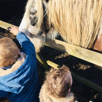 A Visit To See The Horses At Little Owls Nursery Dereham (3)