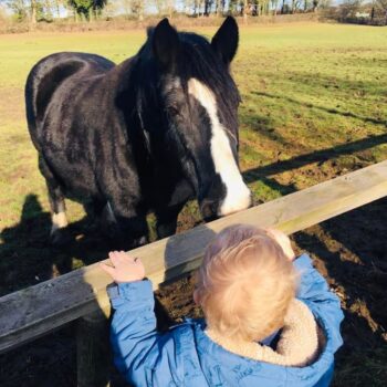 A Visit To See The Horses At Little Owls Nursery Dereham (5)