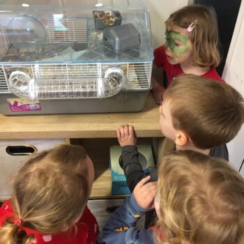Hamster Arival At Little Owls Babycare In Dereham (2)