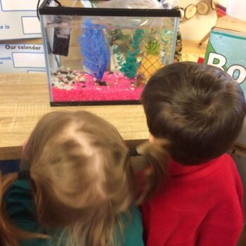 New Fish At Little Owls Child Care In Dereham (6)