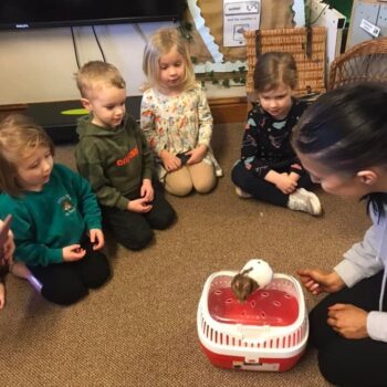 Tilly The Hamster At Little Owls Babycare Near Swaffham (10)