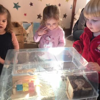 Tilly The Hamster At Little Owls Babycare Near Swaffham (4)