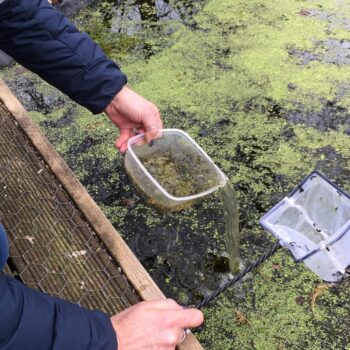Pond Dipping At Little Owls Dereham Baby Care (9)